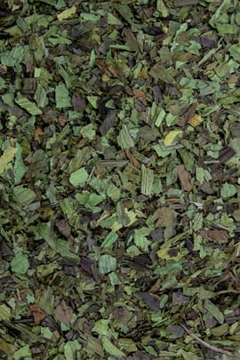 Spitzwegerichkraut Tropfen - Tinktur