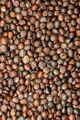 Stacheljujubensamen, vorbehandelt Tropfen - Tinktur