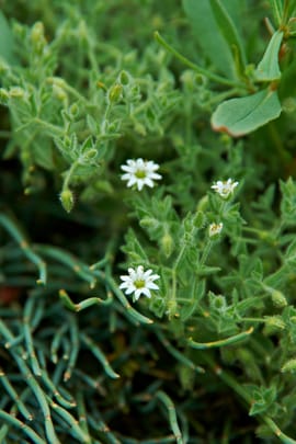 Vogelmierenwurzel Tropfen - Tinktur