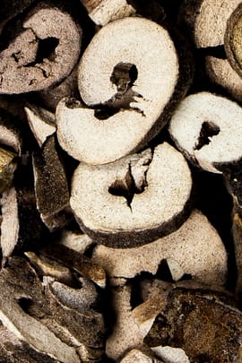 Strauchpaeonienwurzelrinde