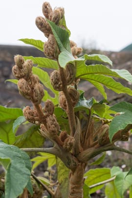 Reispapierbaum Stengelmark Tropfen - Tinktur