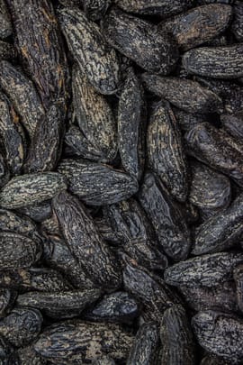 Tonkabohne Tropfen - Tinktur