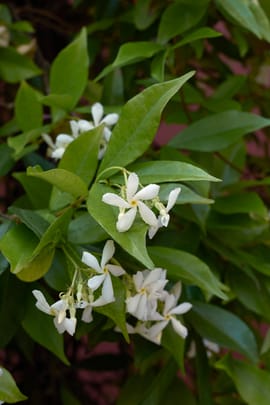 Sternjasminstengel Tropfen - Tinktur