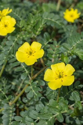 Burzeldornfrüchte, vorbehandelt Salbe