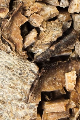 Typhoniumwurzelstock, vorbehandelt