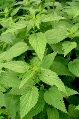 Brennnesselblätter