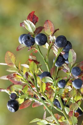 Heidelbeerblätter Tropfen - Tinktur