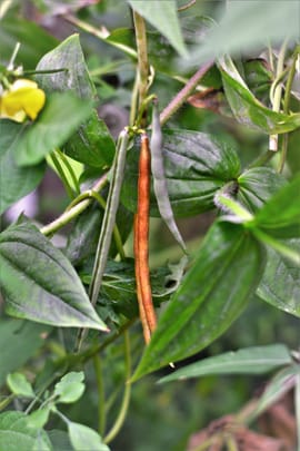 Azukibohnensamen Salbe