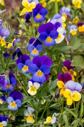 Stiefmütterchenkraut