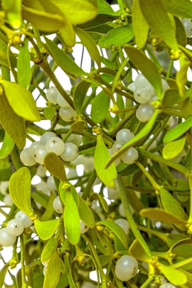 Mistelkraut Tropfen - Tinktur