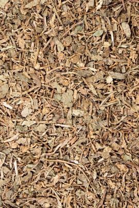 Wassernabelkraut, indisch