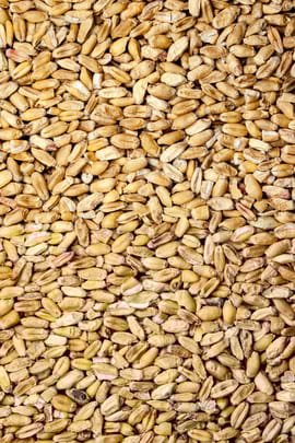 Weizenfrüchte, leicht Salbe