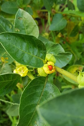 Schlafbeerenwurzel Tropfen - Tinktur