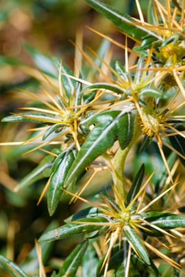 Sibirische Spitzklettenfrucht, vorbehandelt Tropfen - Tinktur