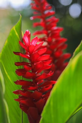 Ingwerwurzel Tropfen - Tinktur