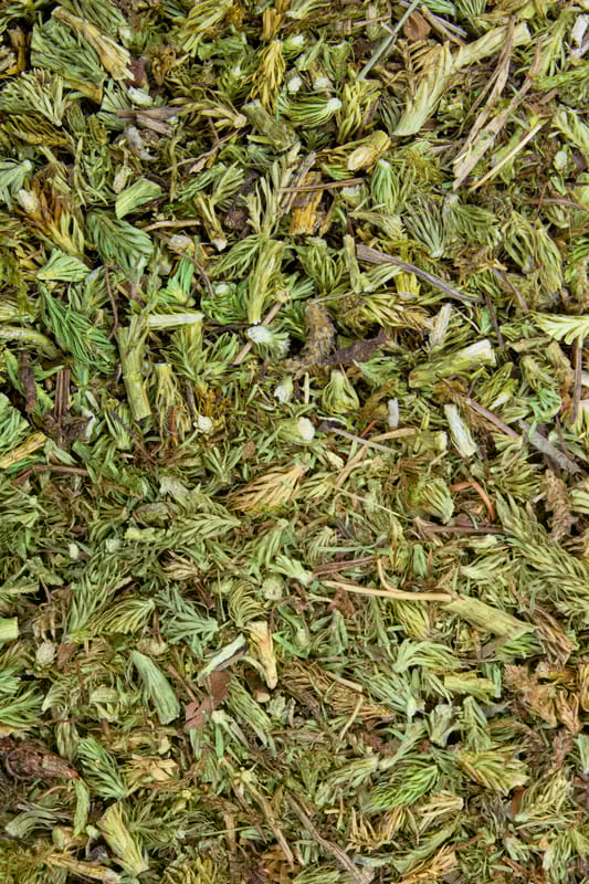 Bärlapp Tropfen - Tinktur