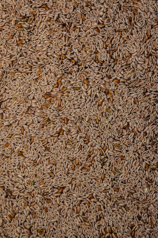 Flohsamen indisch, gelb