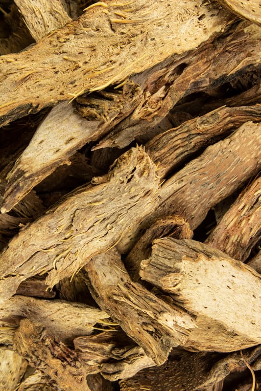 Homalomenawurzelstock