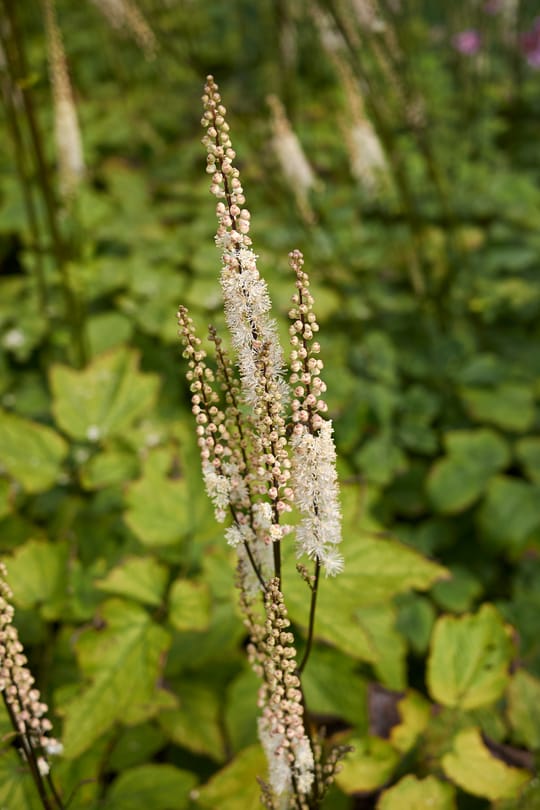 Cimicifugawurzel Tropfen - Tinktur