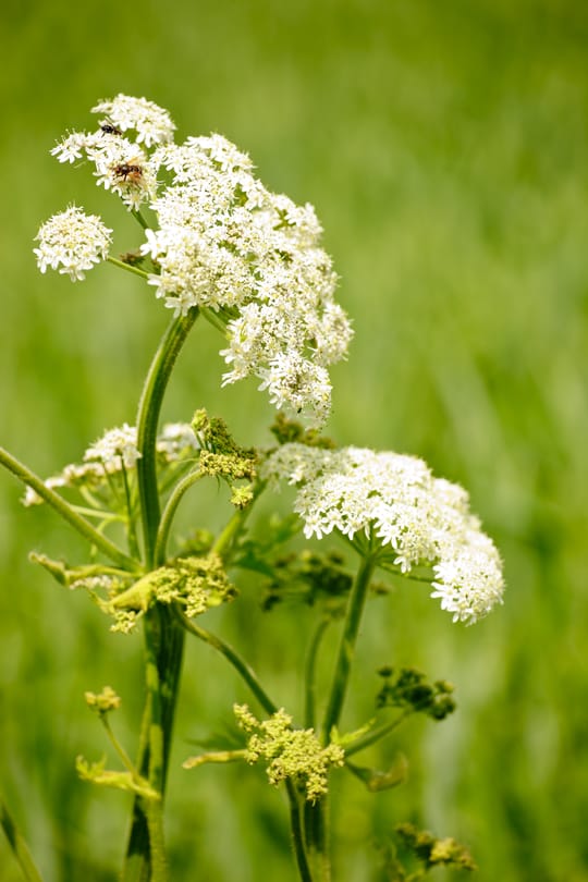 Dreifußkraut