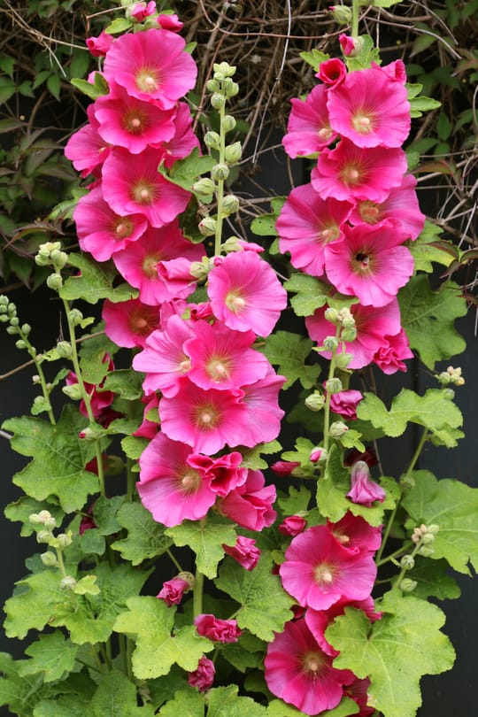 Malvenblüten schwarz Tropfen - Tinktur