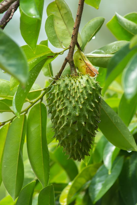 Graviolapulver