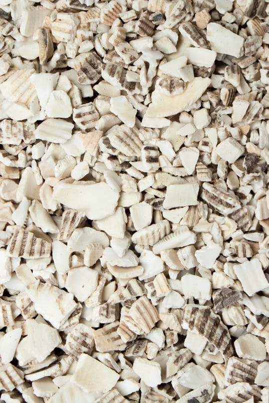 Archenmuschelschale Salbe