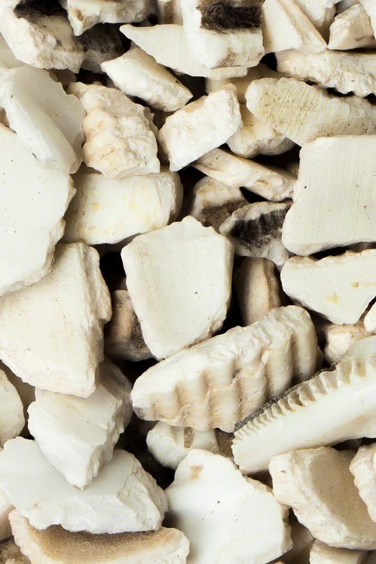 Archenmuschelschale Salbe