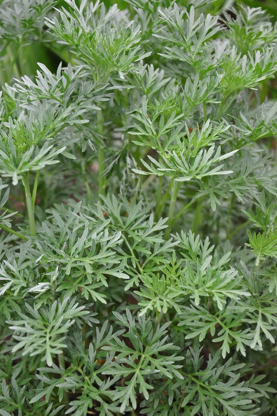 Wermutkraut Tropfen - Tinktur