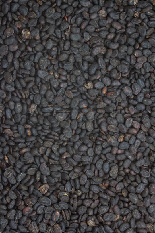 Asphaltkleefrüchte, vorbehandelt Tropfen - Tinktur