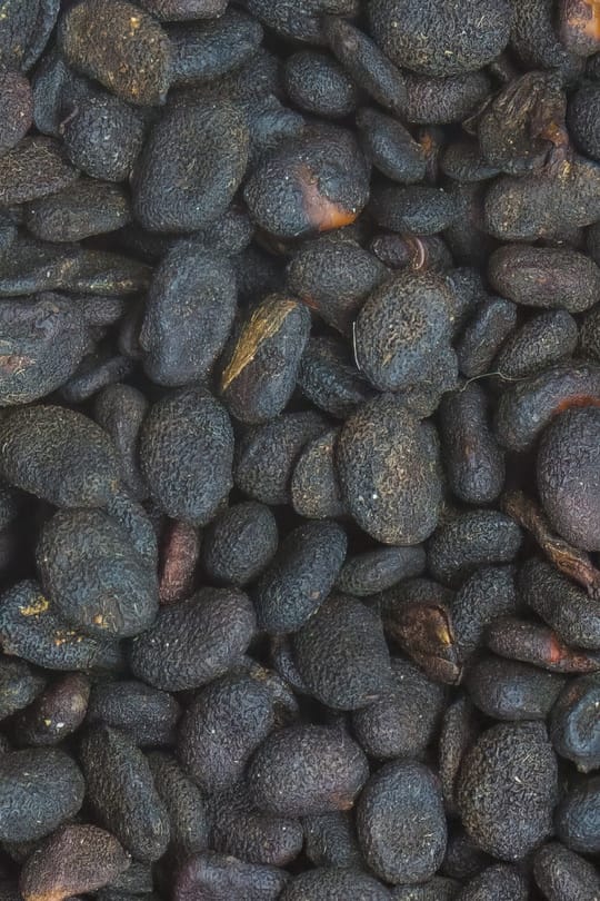 Asphaltkleefrüchte, vorbehandelt Tropfen - Tinktur