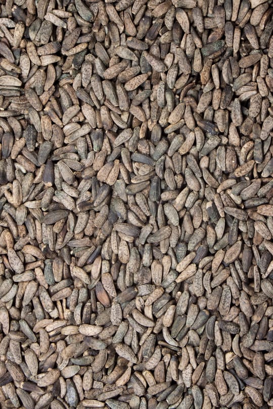 Astragalussamen Salbe