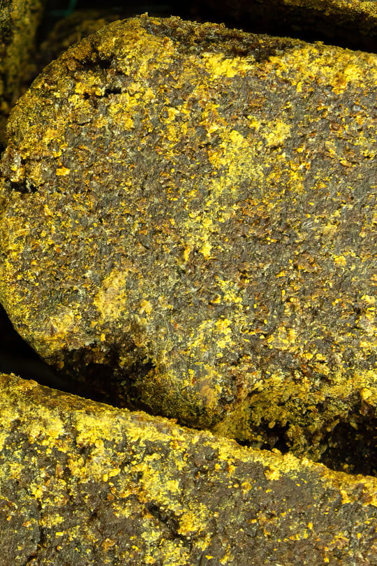 Propolis Tropfen - Tinktur