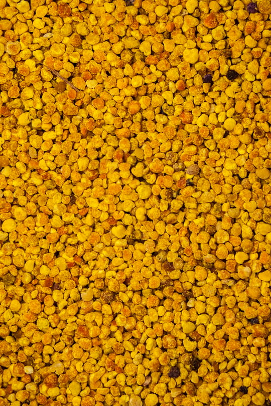 Blütenpollen