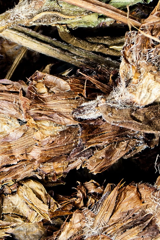 Braunellenähren Salbe