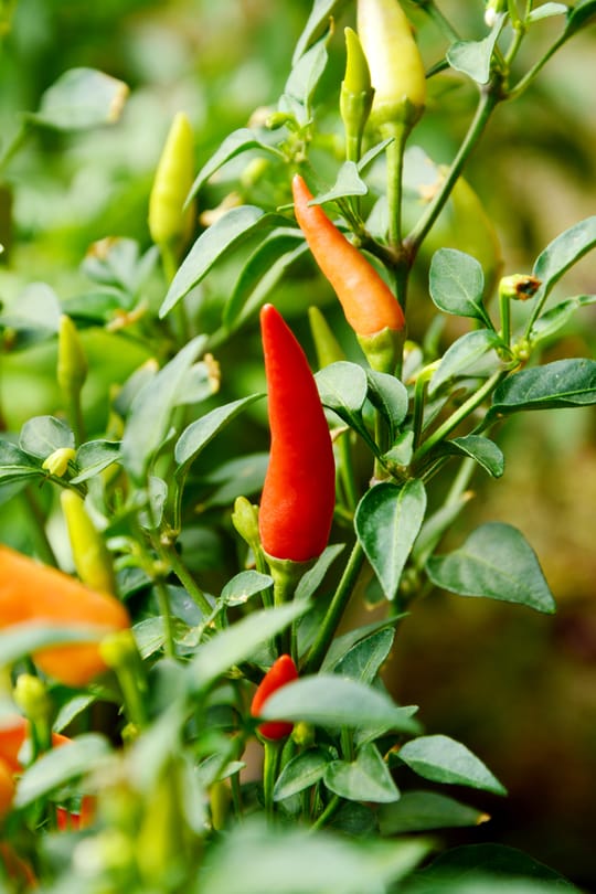 Cayenne-Pfeffer