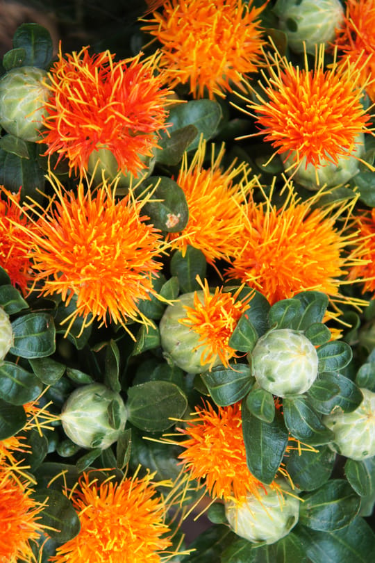 Saflorblüten Tropfen - Tinktur