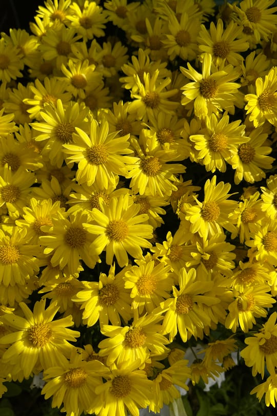 Chrysanthemenblüten indisch