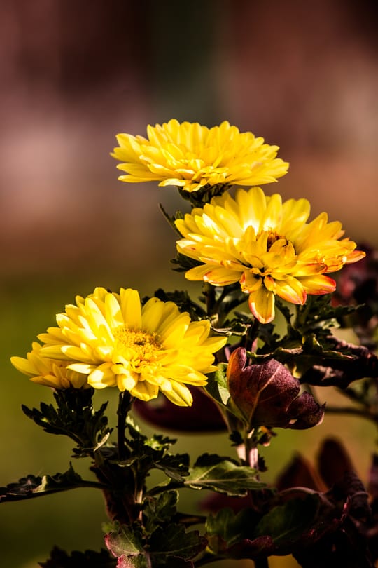 Chrysanthemenblüten Tropfen - Tinktur