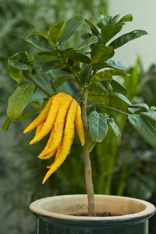 Götterfingerfrucht