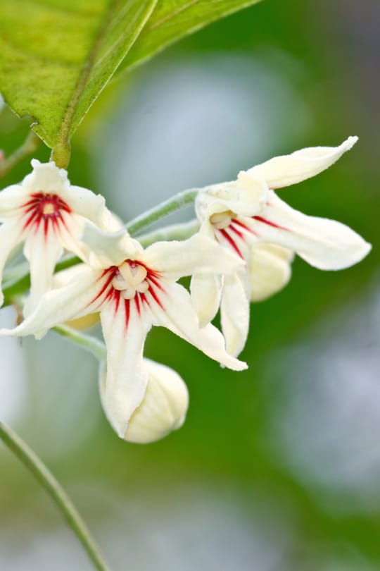 Kolanusspulver
