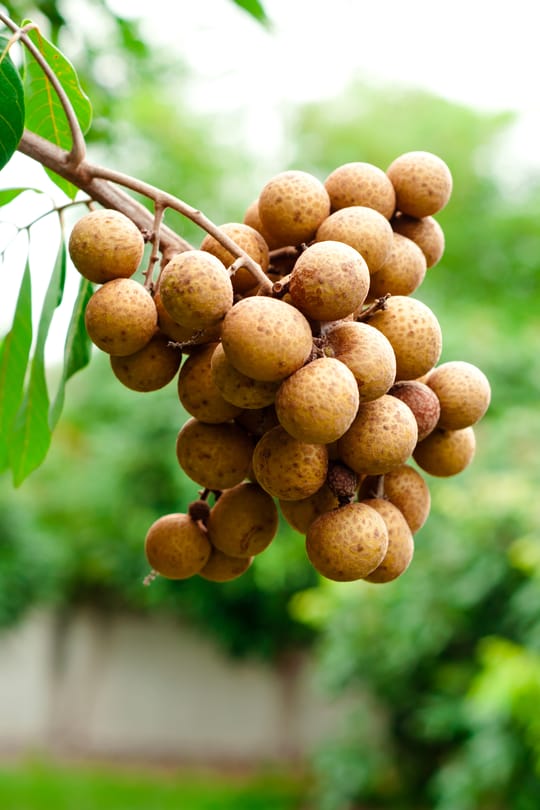 Longanbaumfrucht