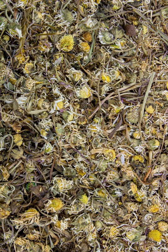 Gänseblümchen Salbe