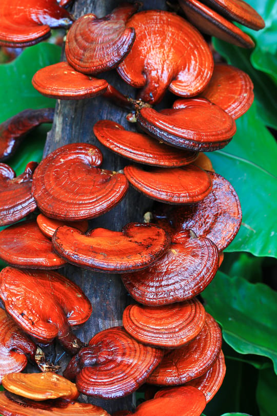 Reishipilz Salbe