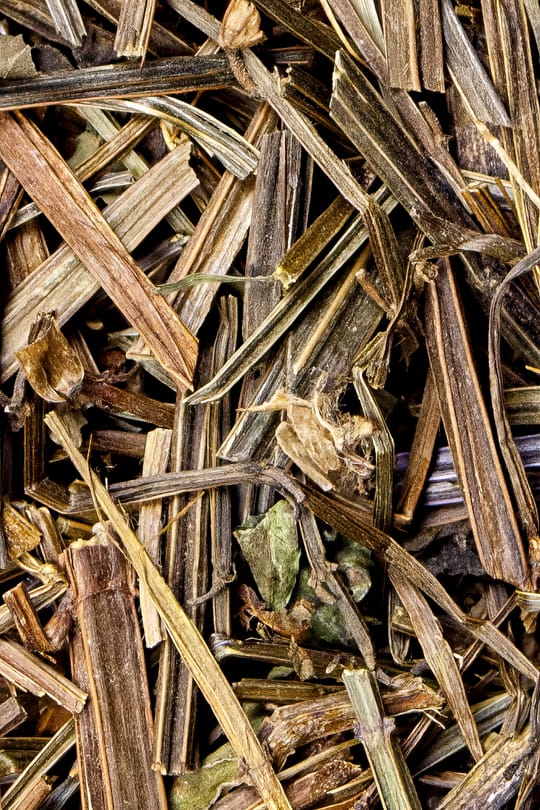 Bärtiges Helmkraut