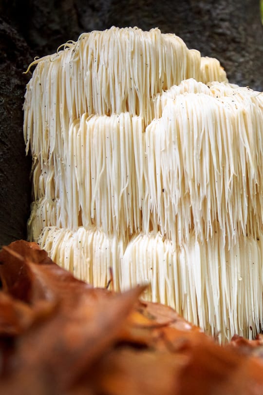 Hericium Pulver Tropfen