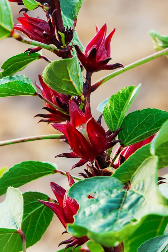 Hibiscusblüten