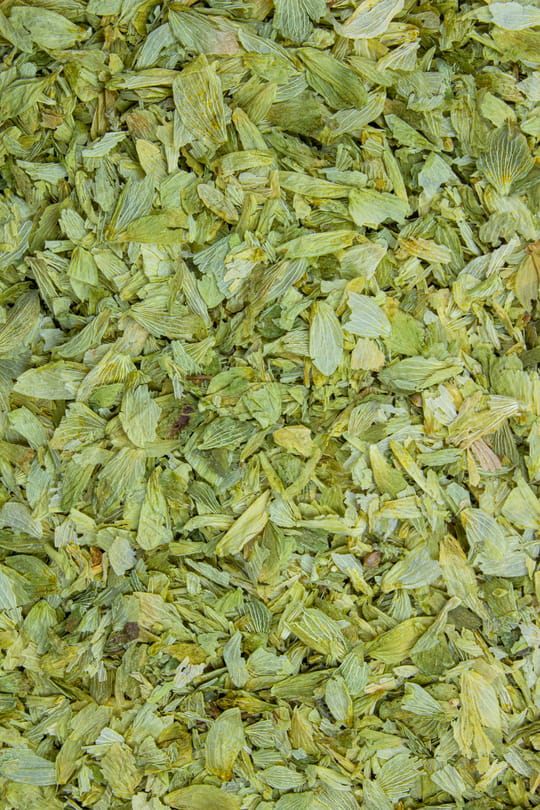 Hopfenzapfen