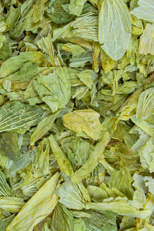 Hopfenzapfen