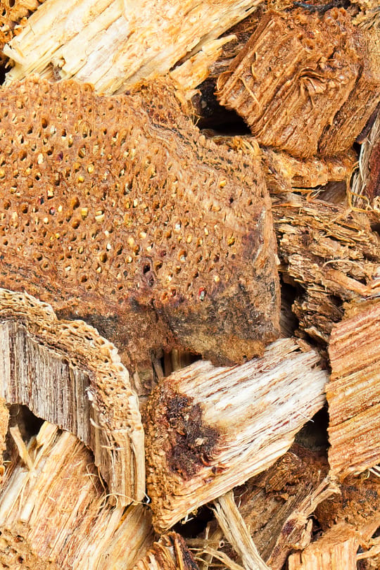 Hühnerblutstengel Salbe